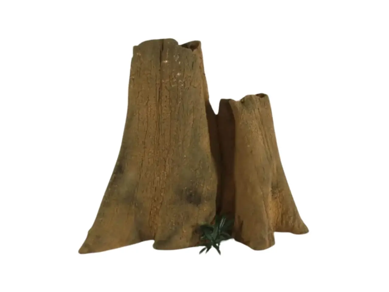 Cypress Stump - 004