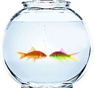 goldfish in small bowl looking at eachother