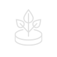 plant with three leaves icon