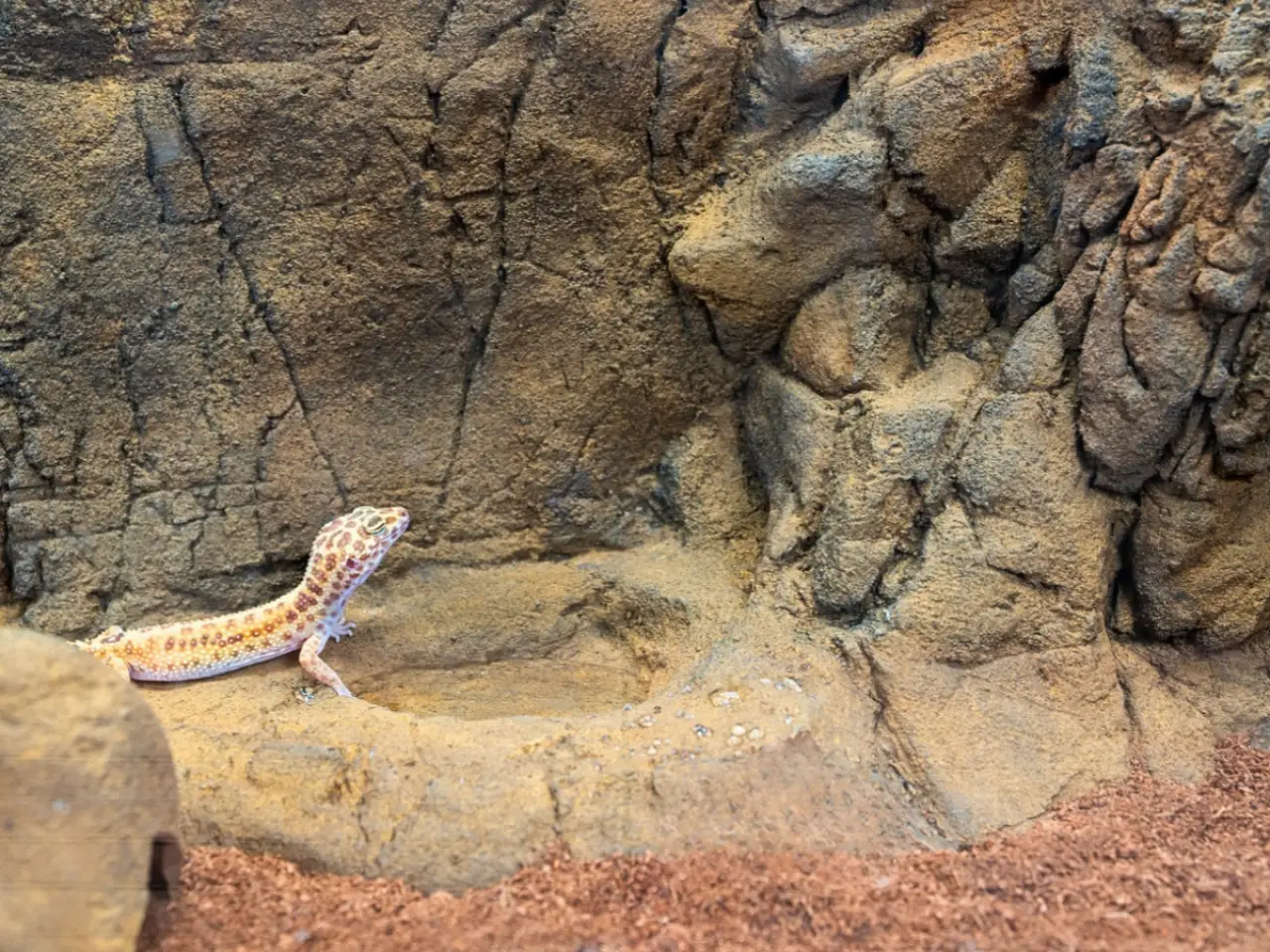 Leopard Gecko Tank Backgrounds | Universal Rocks