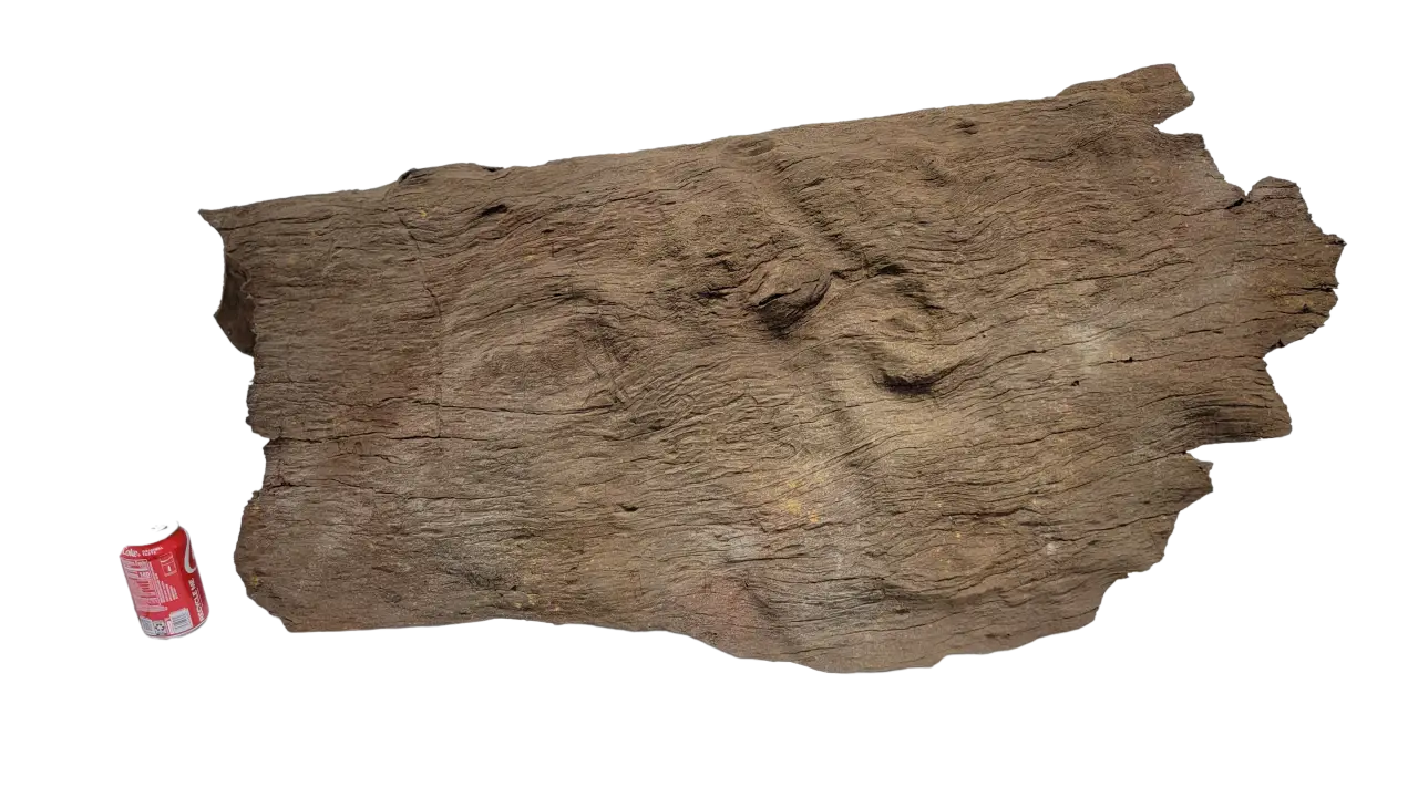 Sunken Log-003