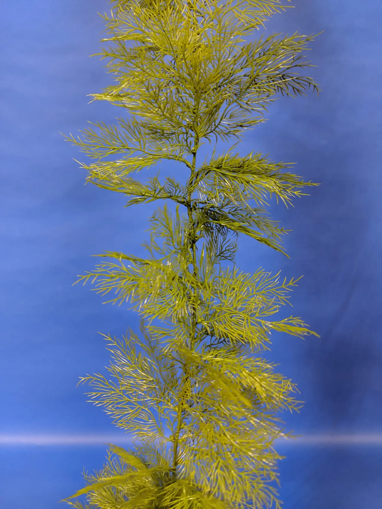 Kelp-002