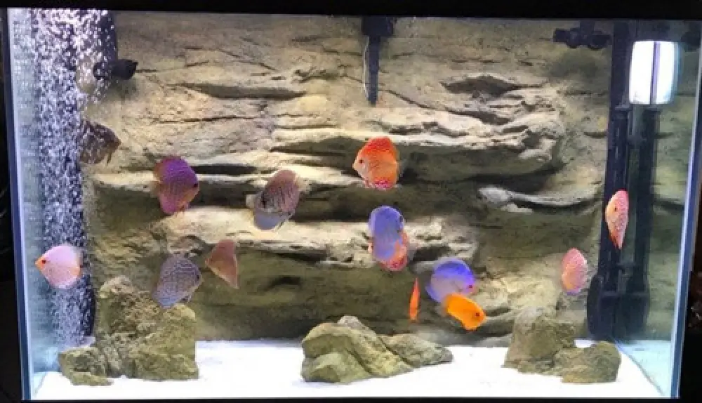 artificial rocks and panel in aquarium with colorful tropical fish