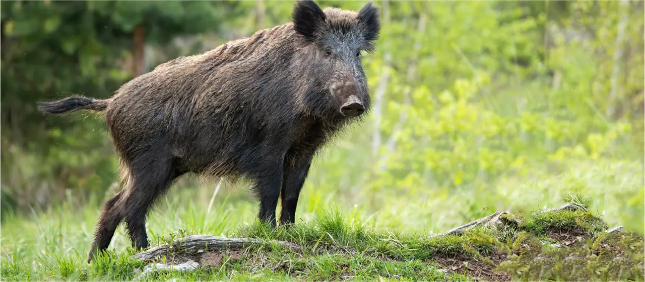 hog