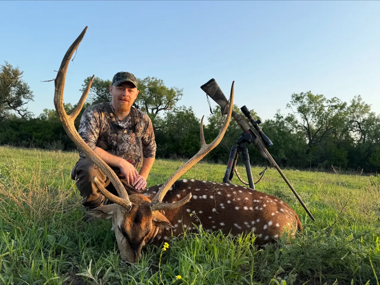 Axis deer