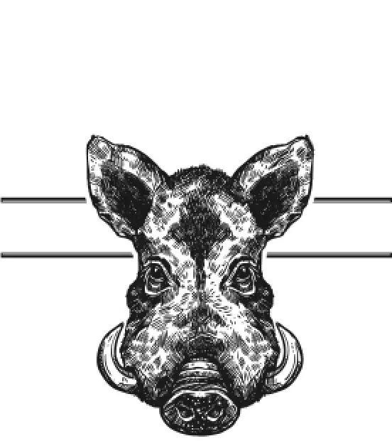 hog drawing