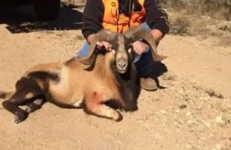 Hunter kneeling behind a harvested ram on dry ranch terrain.