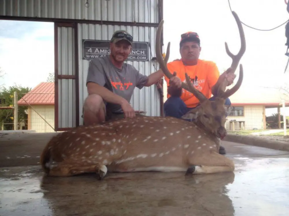 Sika Buck