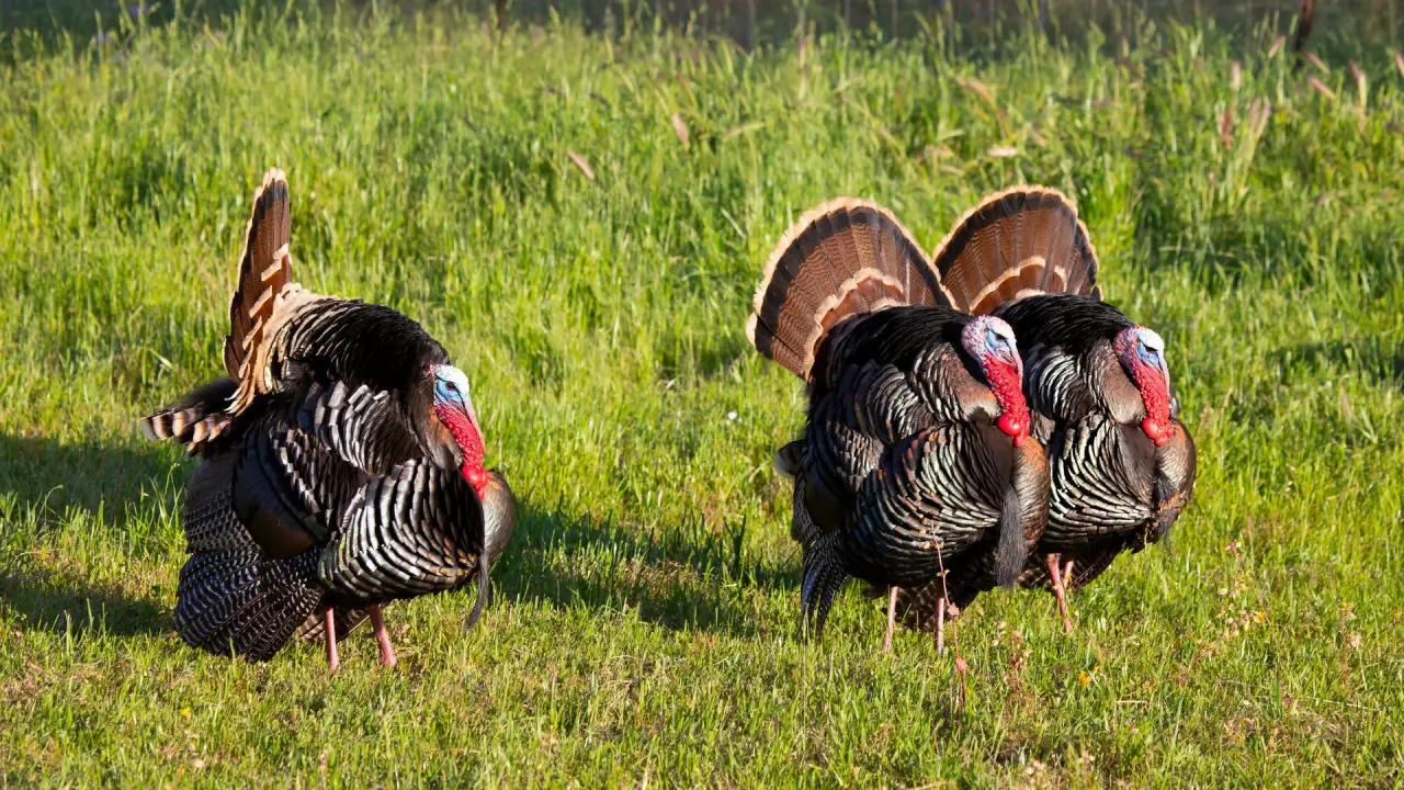 Turkey