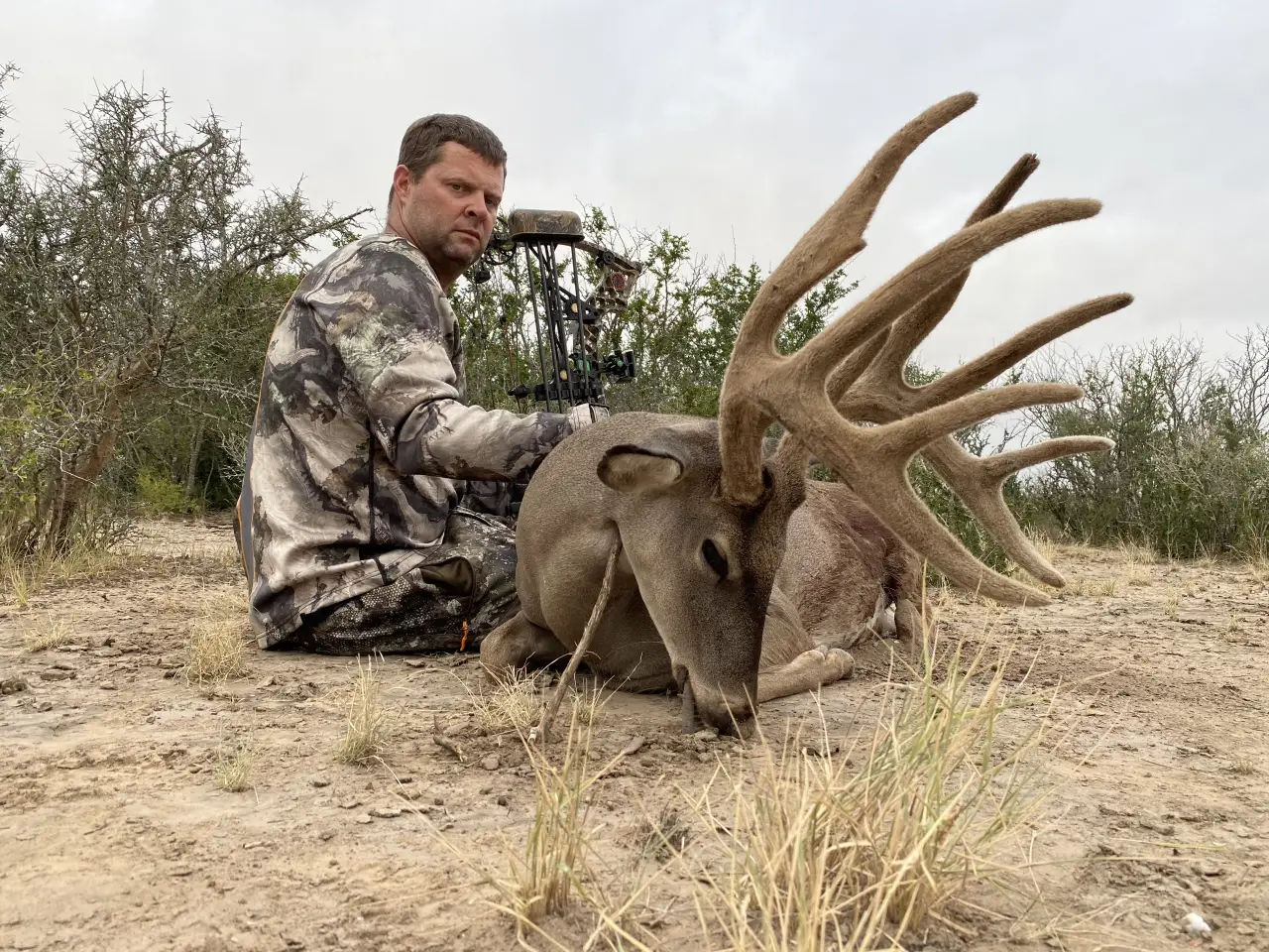 Whitetail deer
