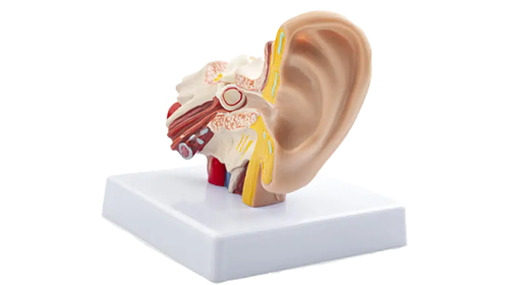 model of the inner ear