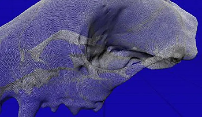 3D mesh model
