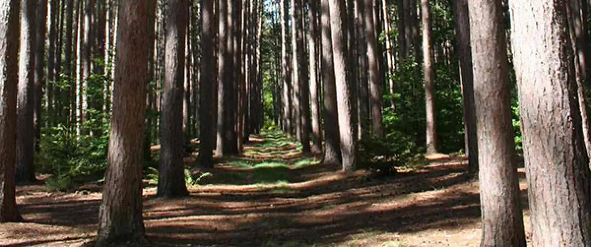tall pine trees in a straight row, sunlight casting shadows, forest floor covered in grass
