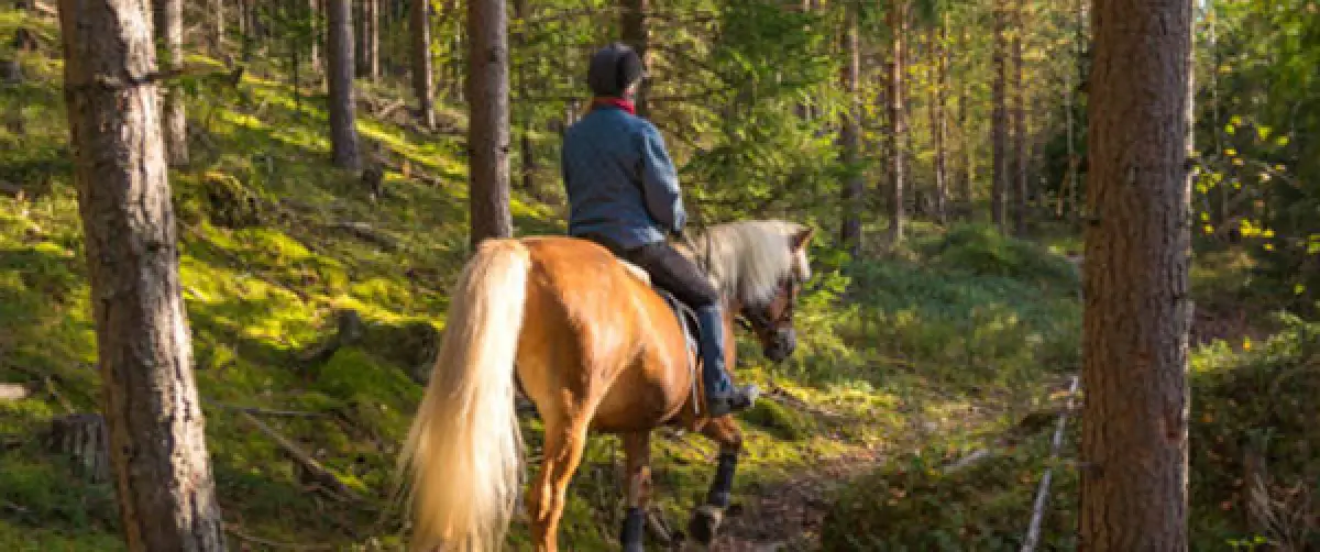 person riding a light brown horse through a sunlit forest trail surrounded by tall trees