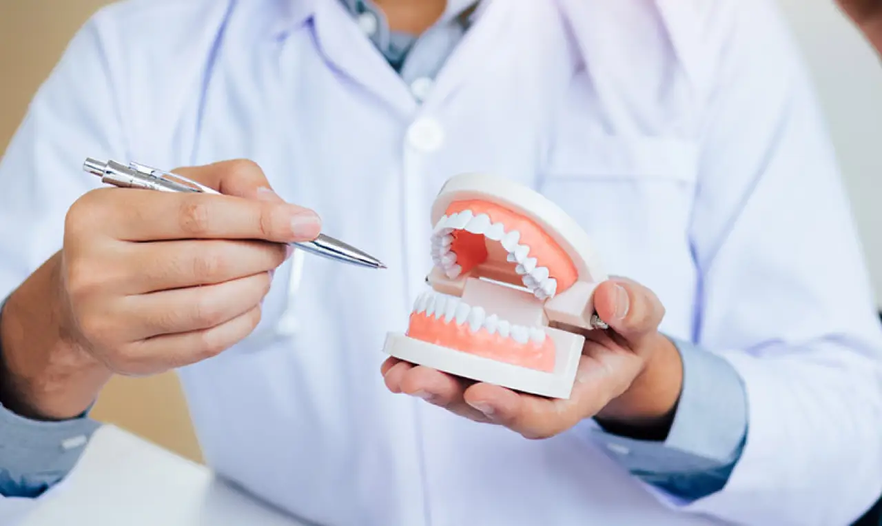 dentist holding a mouth model pointing at the teeth