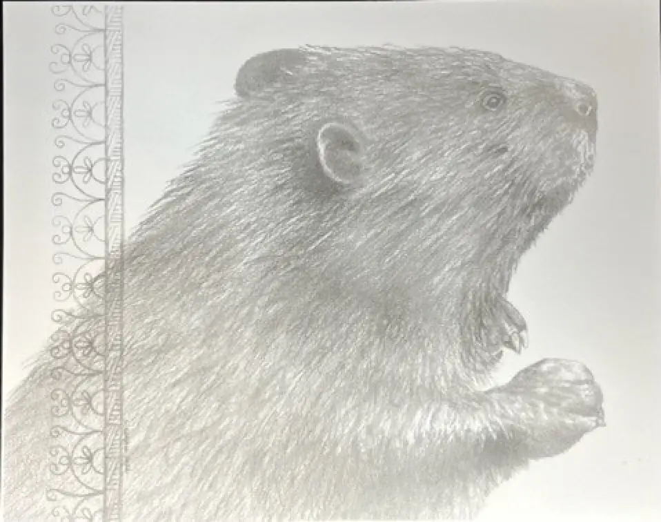 Ll Beaver B&W
