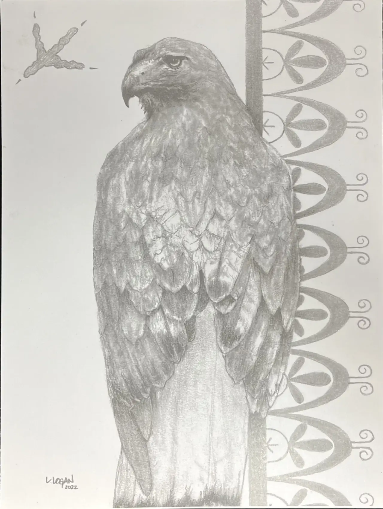 Ll Hawk B&W