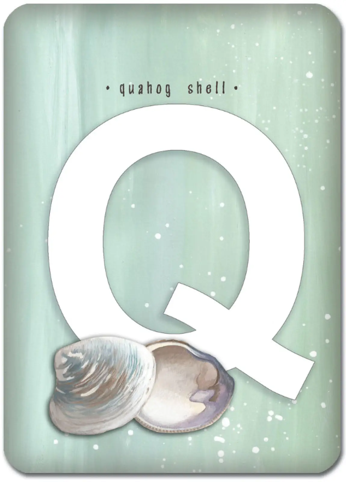 Q is for Quahog Shell