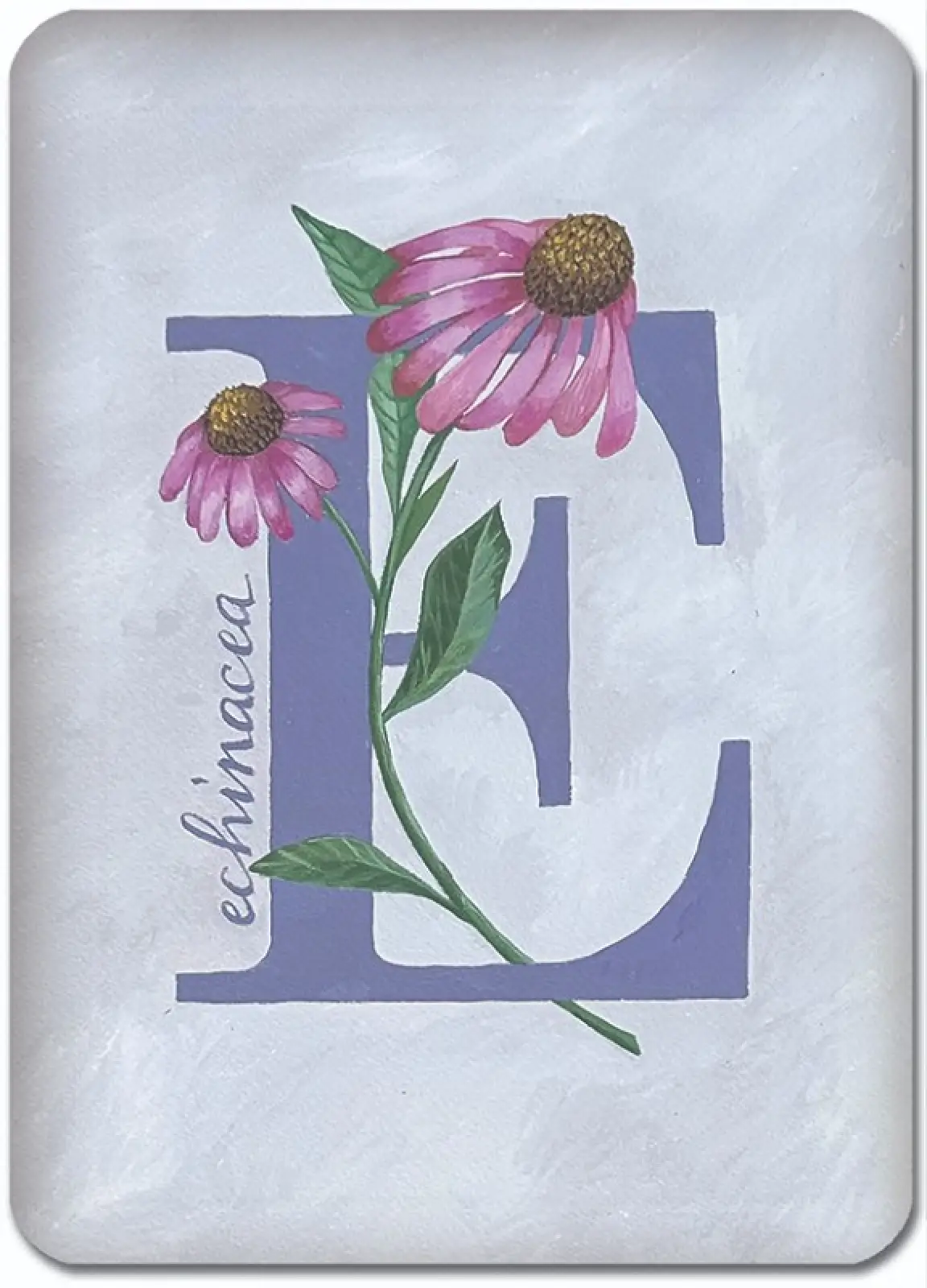 E is for Echinacea