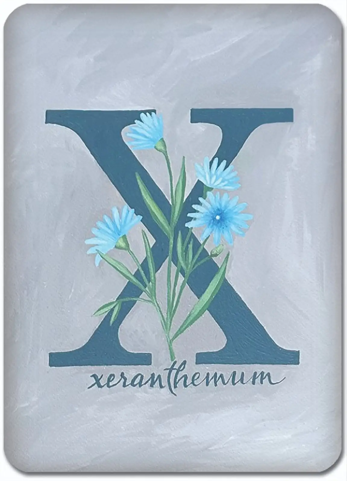 X is for Xeranthemum