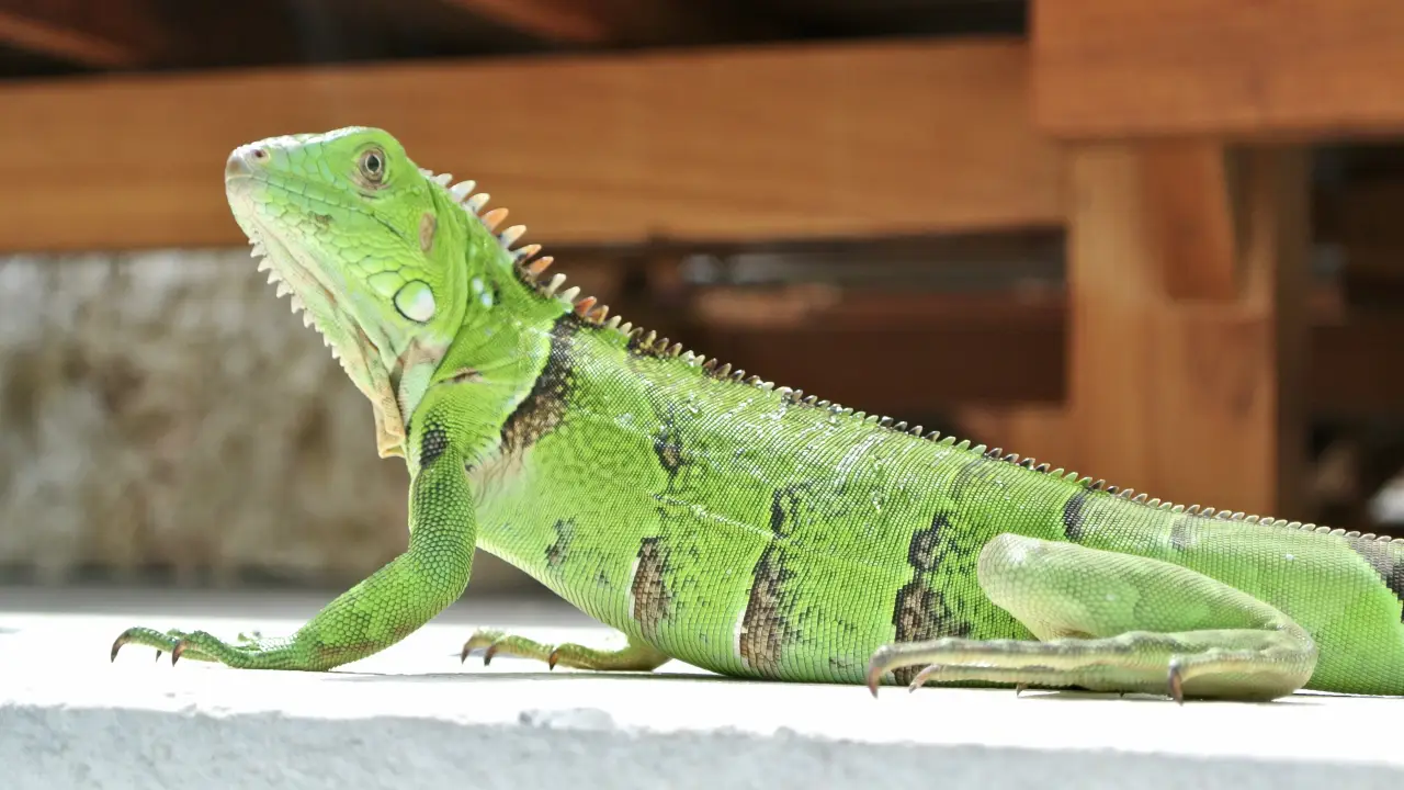a green lizard on a white surface