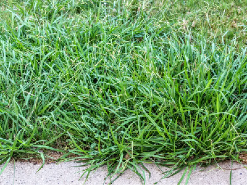 Crabgrass spreading through a residential lawn