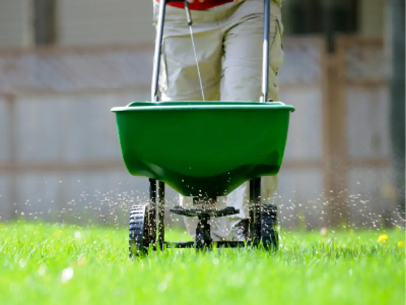 Broadcast spreader applying granular lawn fertilizer