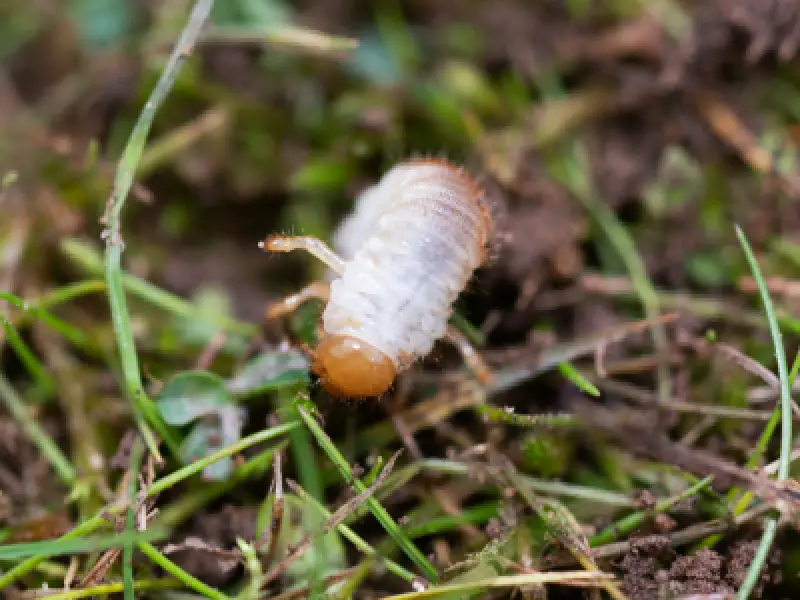 White grub feeding on grass roots in the soil
