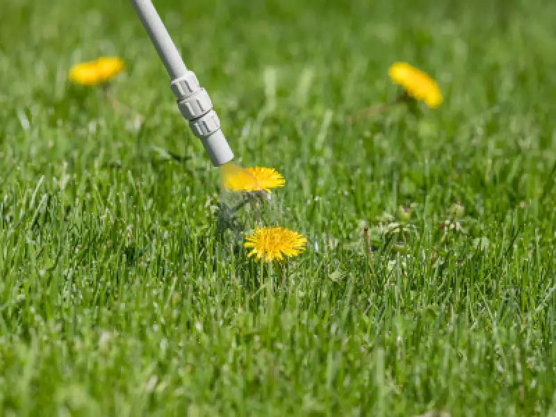 Targeted weed control treatment being sprayed on a dandelion