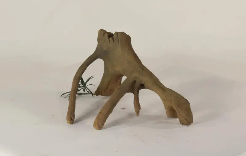 Mangrove Root - 002